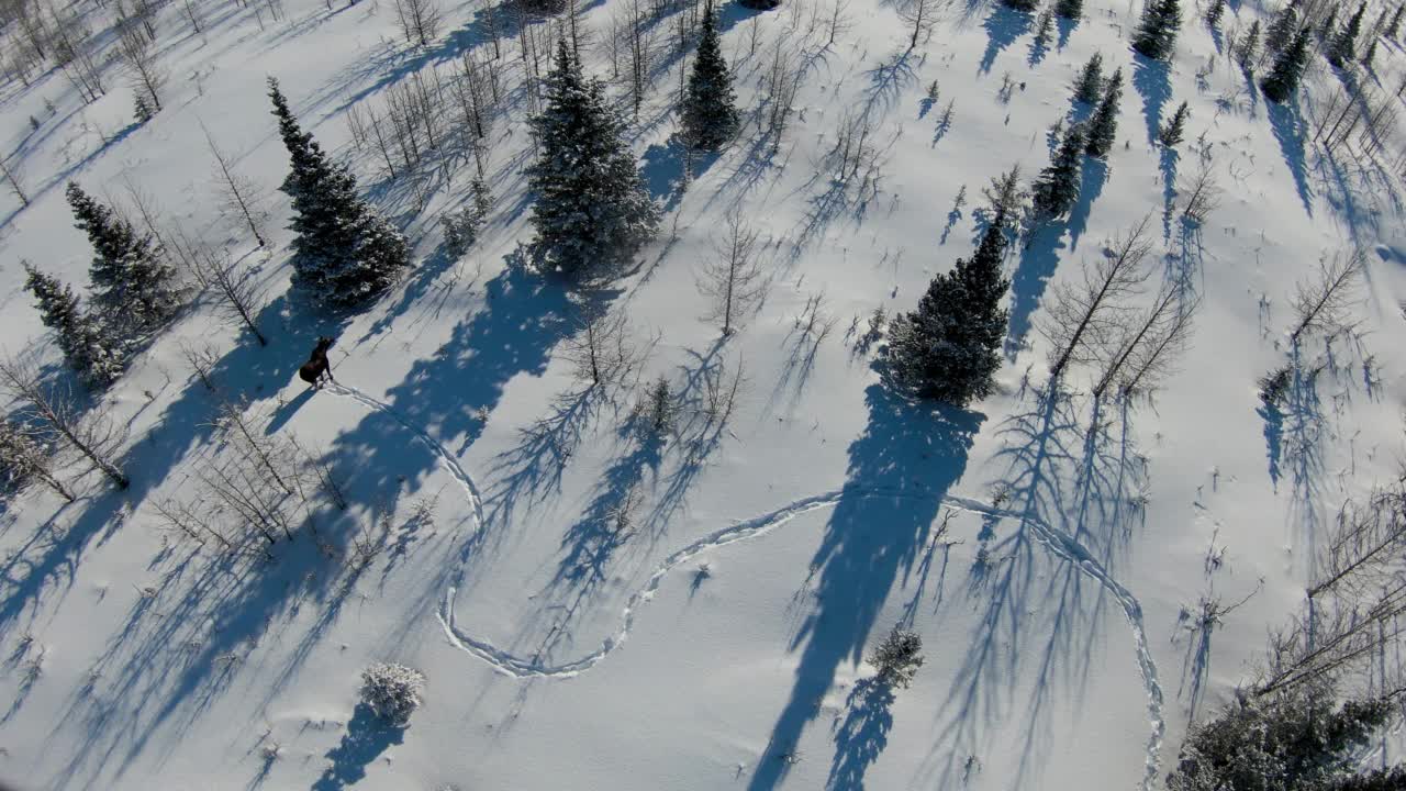 从空中向上拍摄的麋鹿站在森林覆盖的雪地上-瓦尔迪兹-科尔多瓦，阿拉斯加视频素材