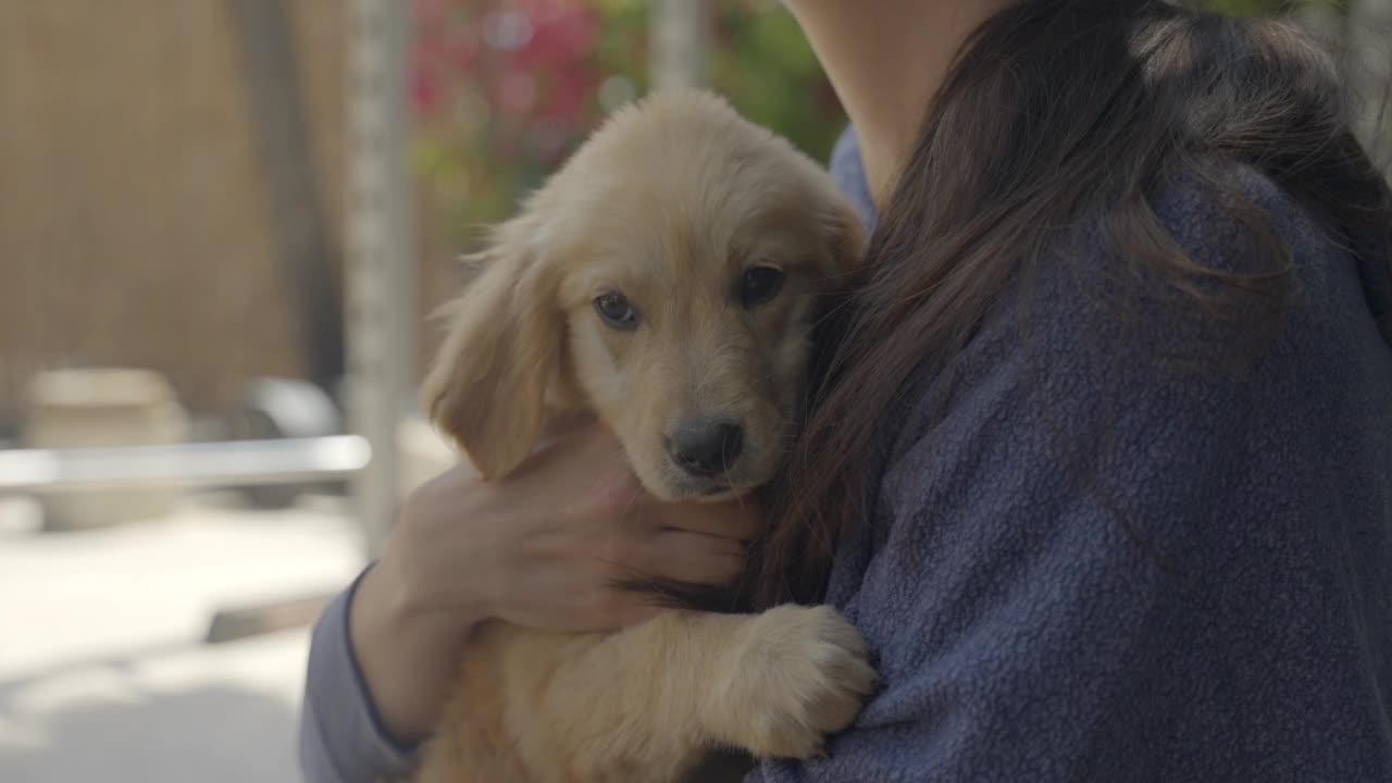 洛杉矶，加利福尼亚，一名妇女在后院抱着一只金毛猎犬小狗视频素材