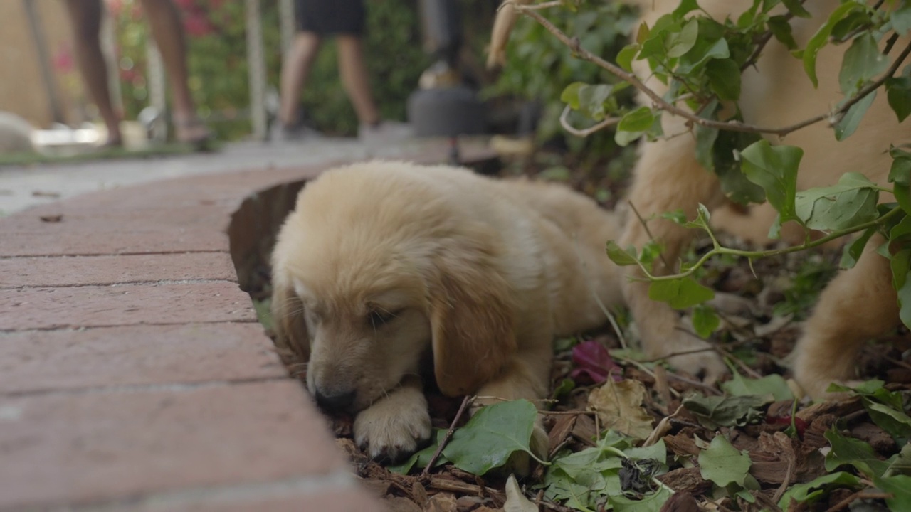 可爱的金毛猎犬小狗在后院树叶-洛杉矶，加州视频素材