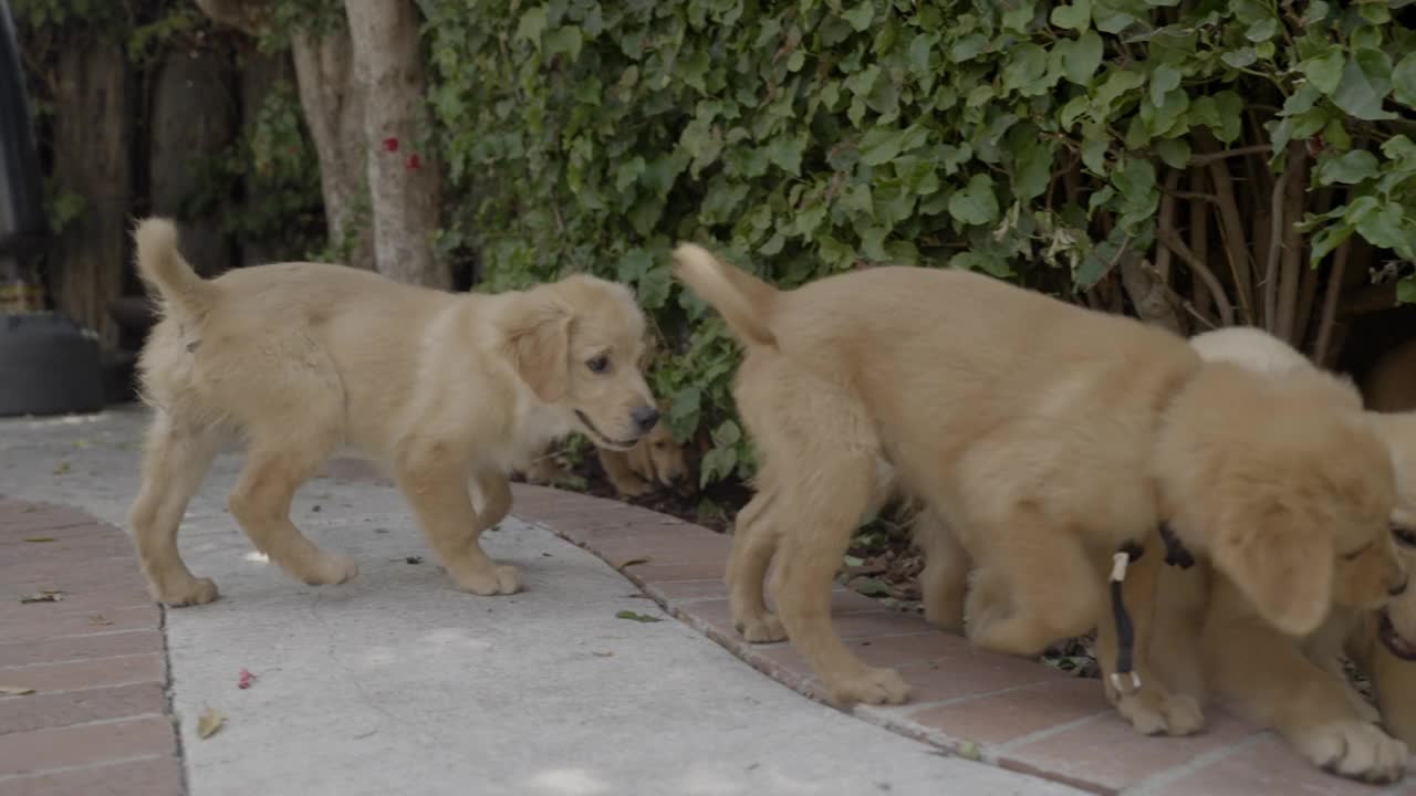 可爱的小狗金毛猎犬在后院绿色植物-洛杉矶，加州视频素材