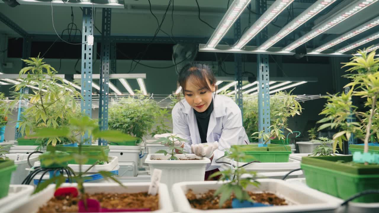 女科学家在温室里检查植物的生长视频素材