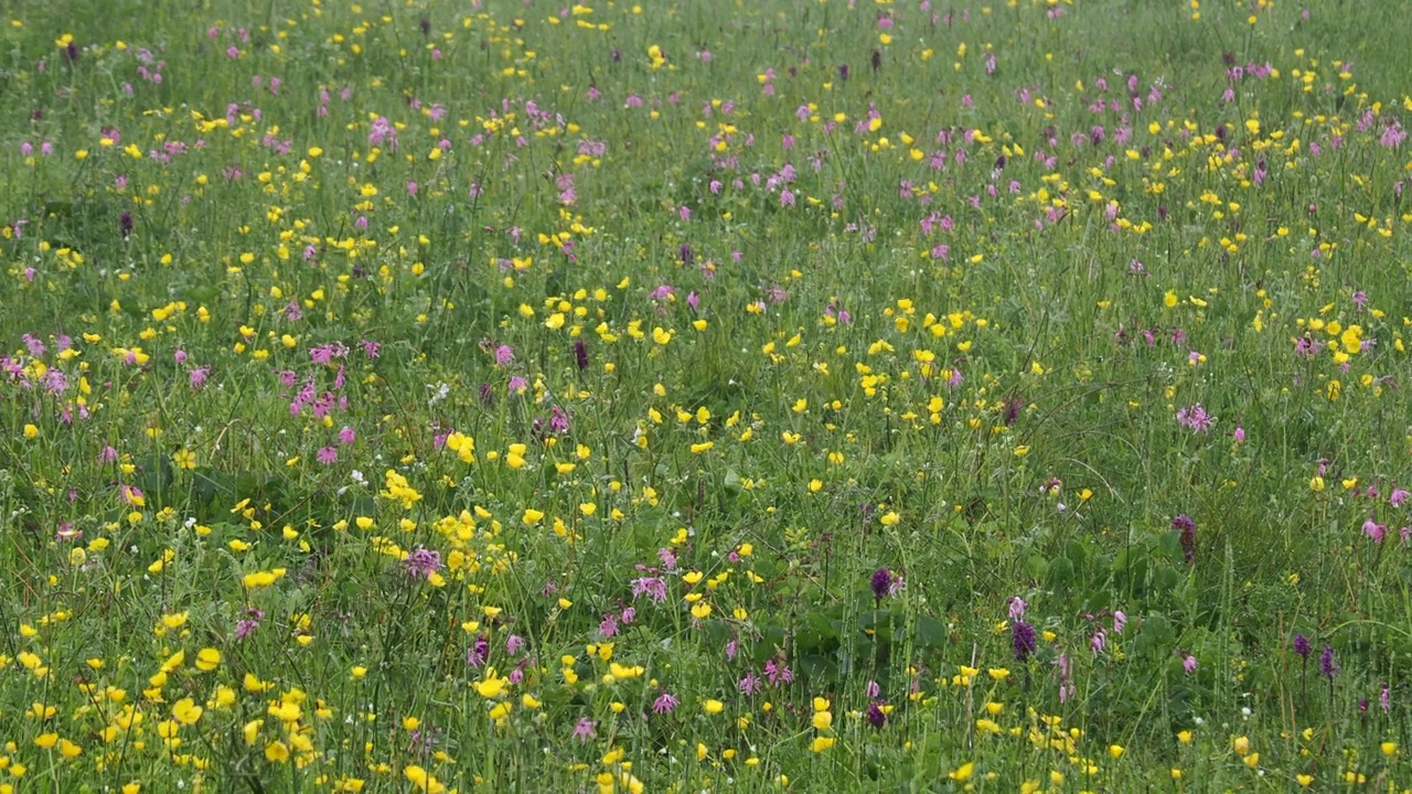 英国苏格兰设得兰大陆勒威克的一片田地里的兰花和其他野花。视频素材