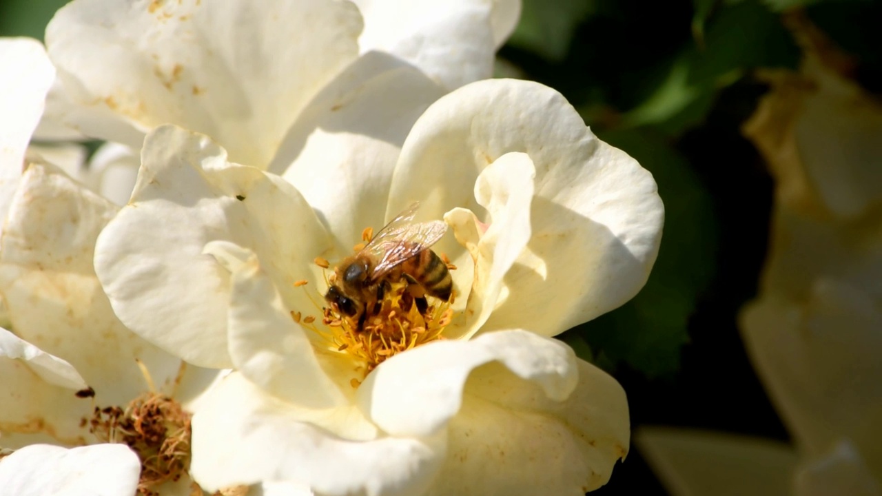 蜜蜂在白切诺基玫瑰- Rosa laevigata Michx。视频素材