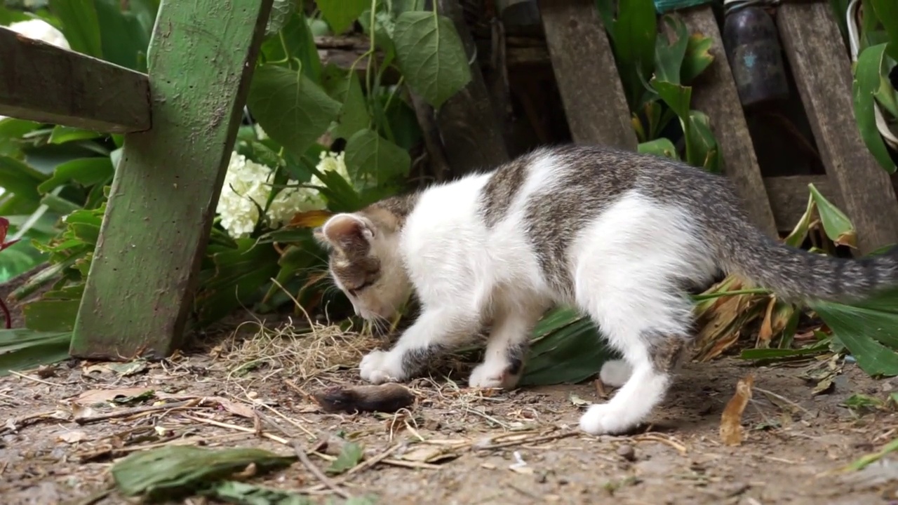 小猫抓老鼠，和它玩，然后再吞下视频素材