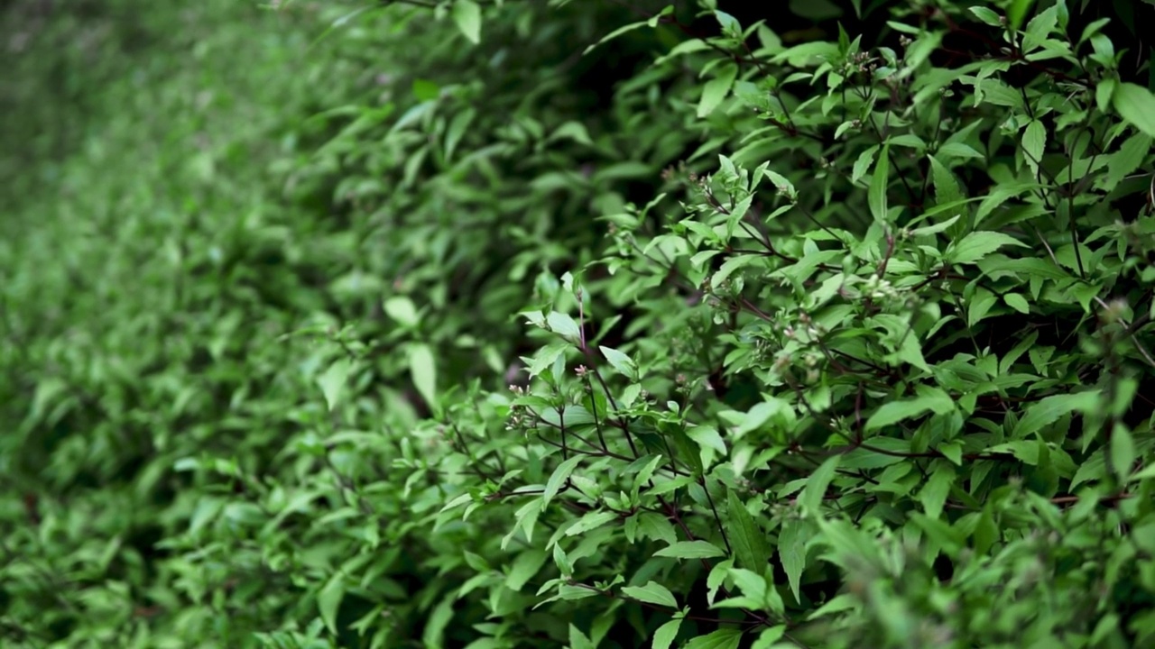 绿色灌木丛中的野生植物在黑色的微风中随风飘荡视频素材