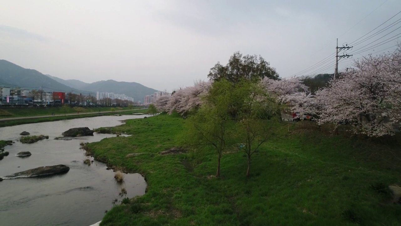 韩国全罗南道顺川市丰德区东川川景和樱花视频素材