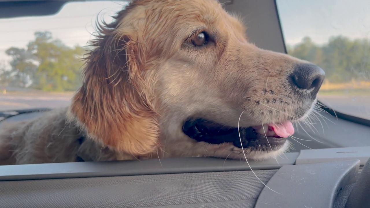 汽车后备箱里的金毛猎犬视频素材