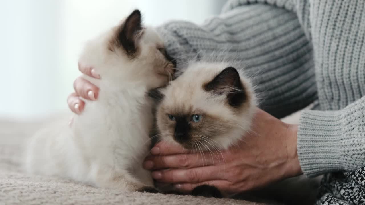 带着布娃娃小猫的人视频素材