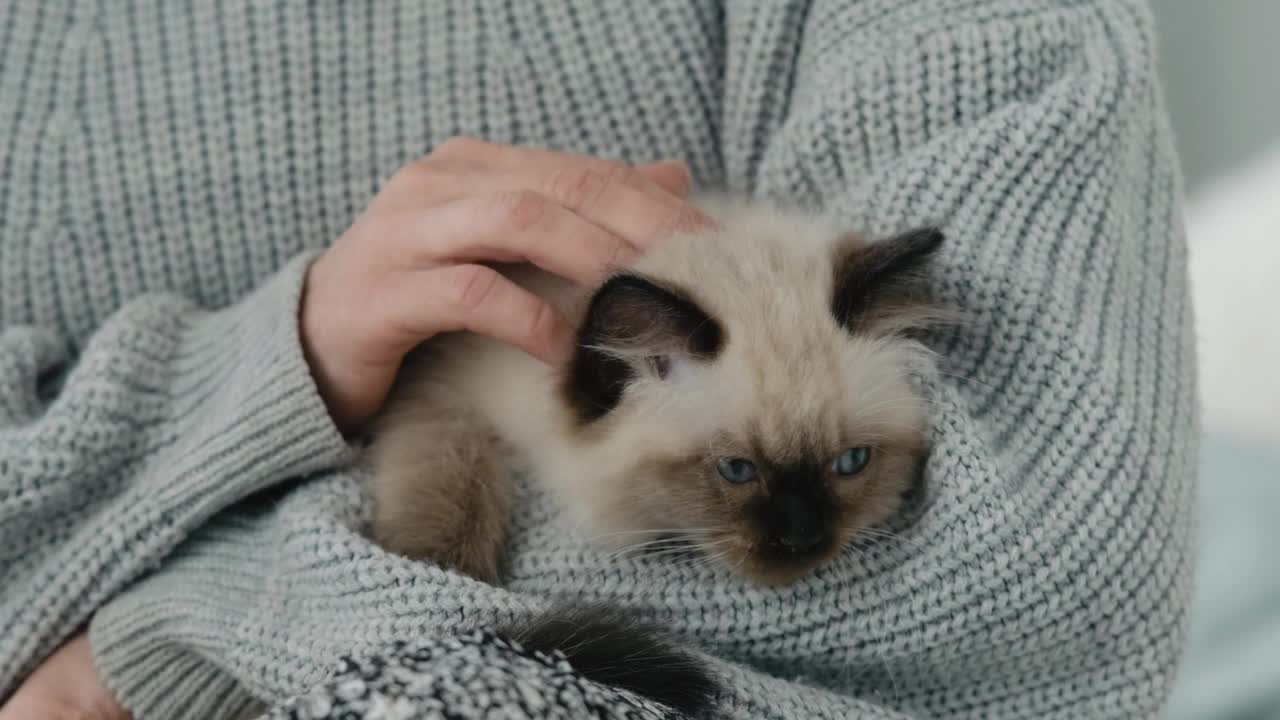 带着布娃娃小猫的人视频素材