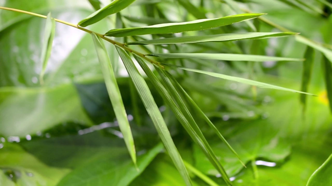 水滴竹叶绿叶背景自然视频视频素材