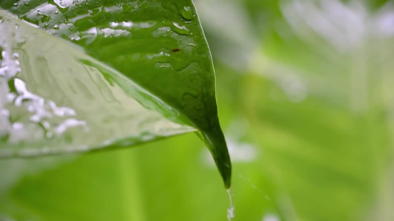 水滴在绿叶模糊自然背景视频视频素材