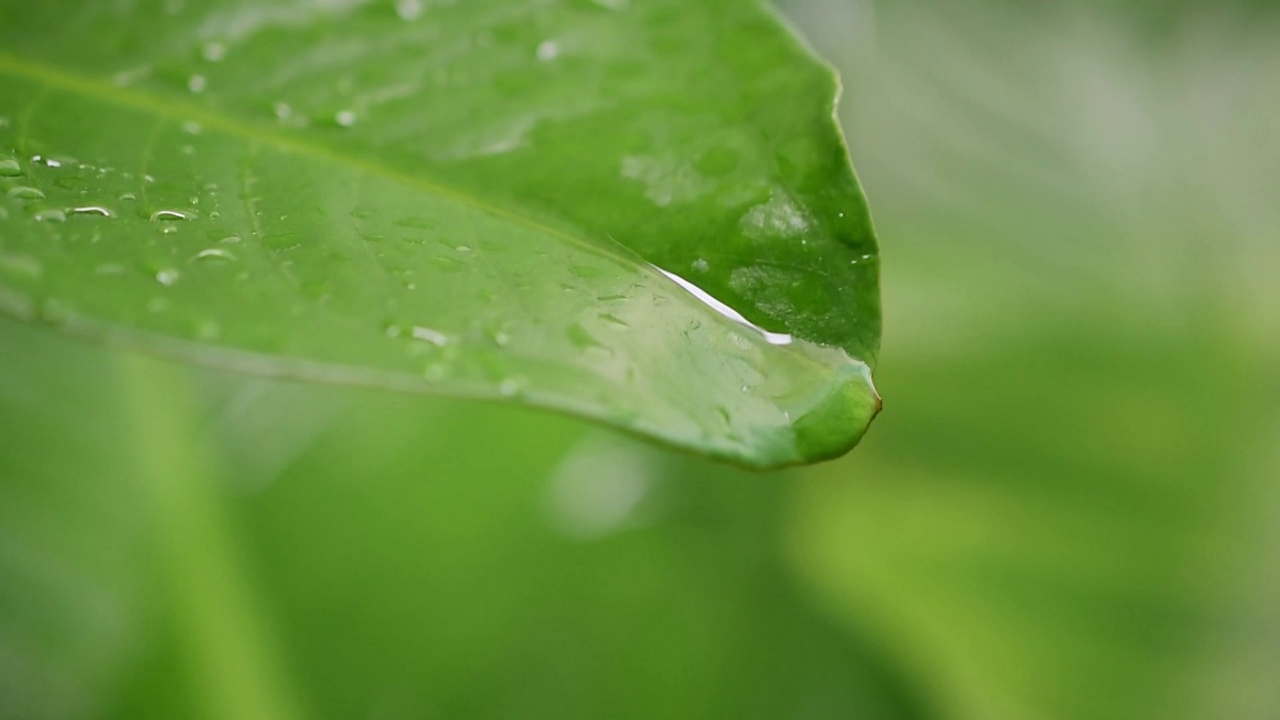 水滴在绿叶模糊自然背景视频视频素材