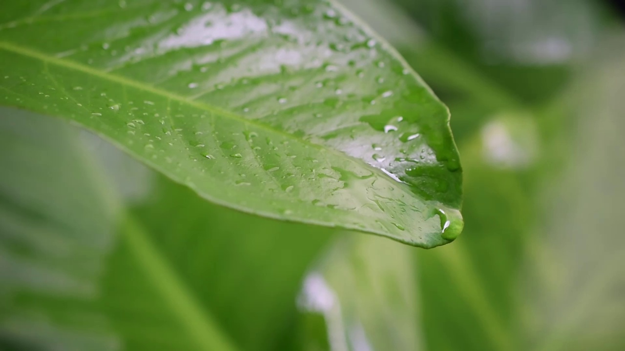 水滴在绿叶模糊自然背景视频视频素材