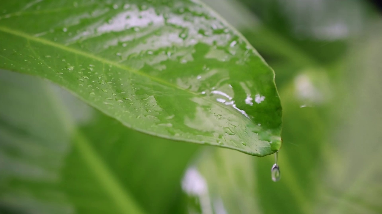 水滴在绿叶模糊自然背景视频视频素材