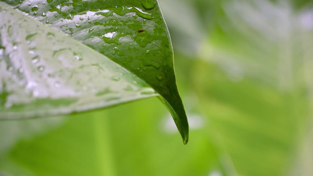 水滴在绿叶模糊自然背景视频视频素材