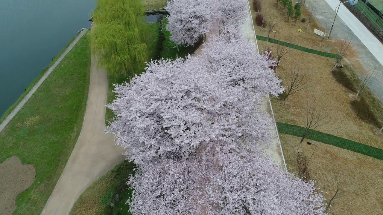 韩国全罗南道顺川市丰德区，东川川边的樱花长廊视频素材