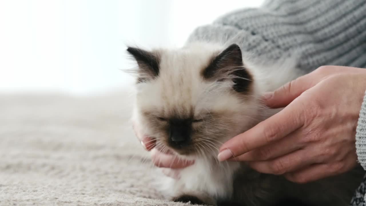 带着布娃娃小猫的人视频素材