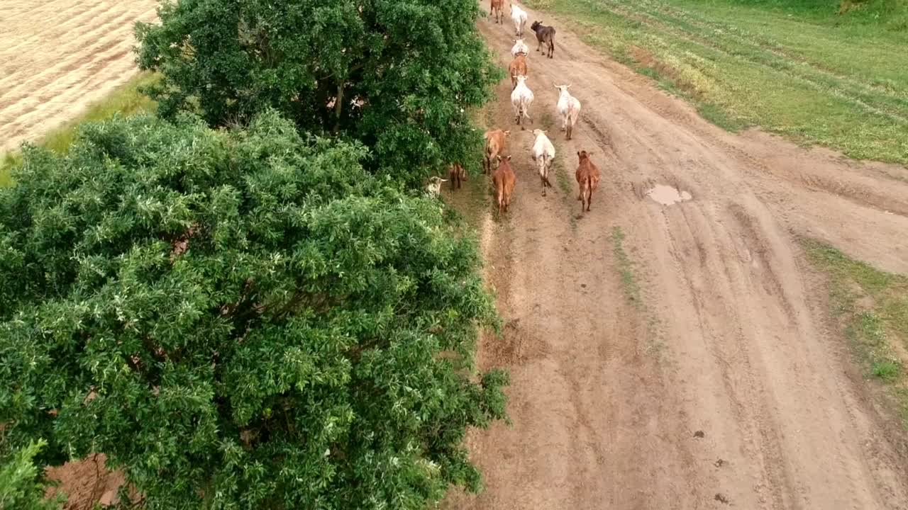 奶牛群的无人机视图视频下载