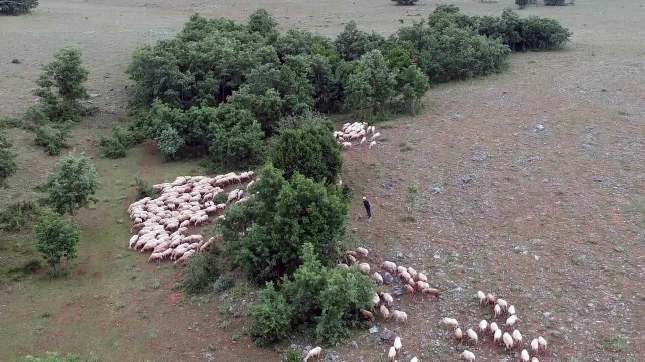 自然和羊群的无人机视频视频下载