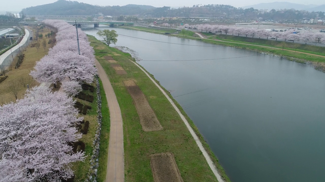 韩国全罗南道顺川市丰德区东川川景和樱花视频素材