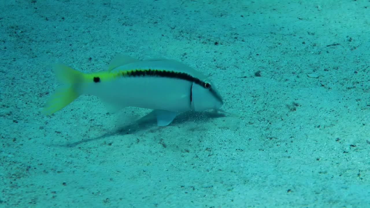 红海山羊鱼在沙质的海底寻找食物。视频素材