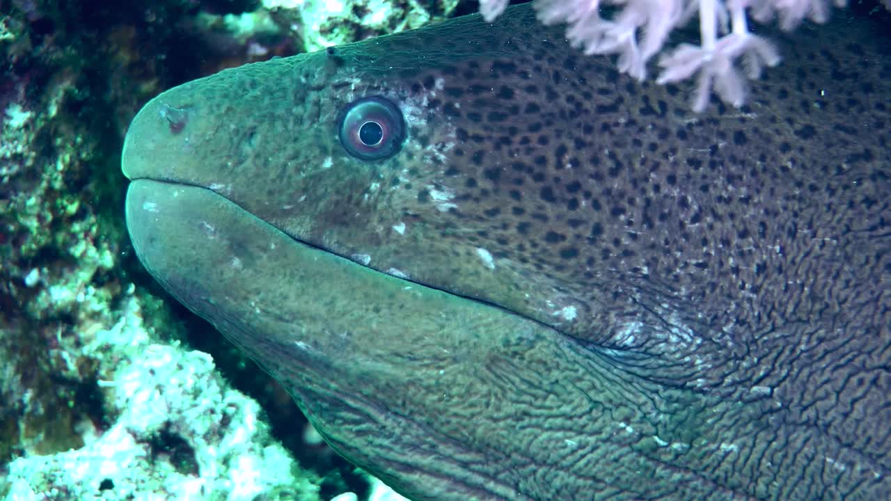 海底的巨大海鳗。视频素材