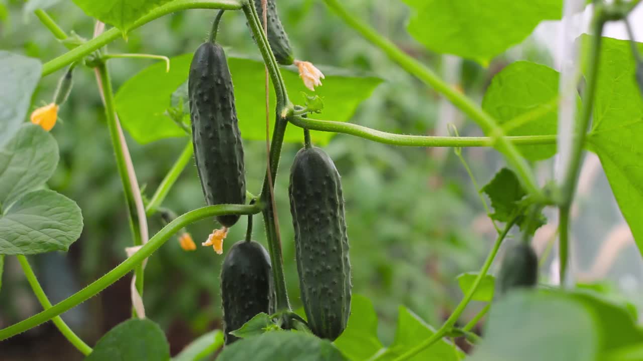 在农场大棚用刀采摘成熟的黄瓜，收获有机蔬菜视频素材