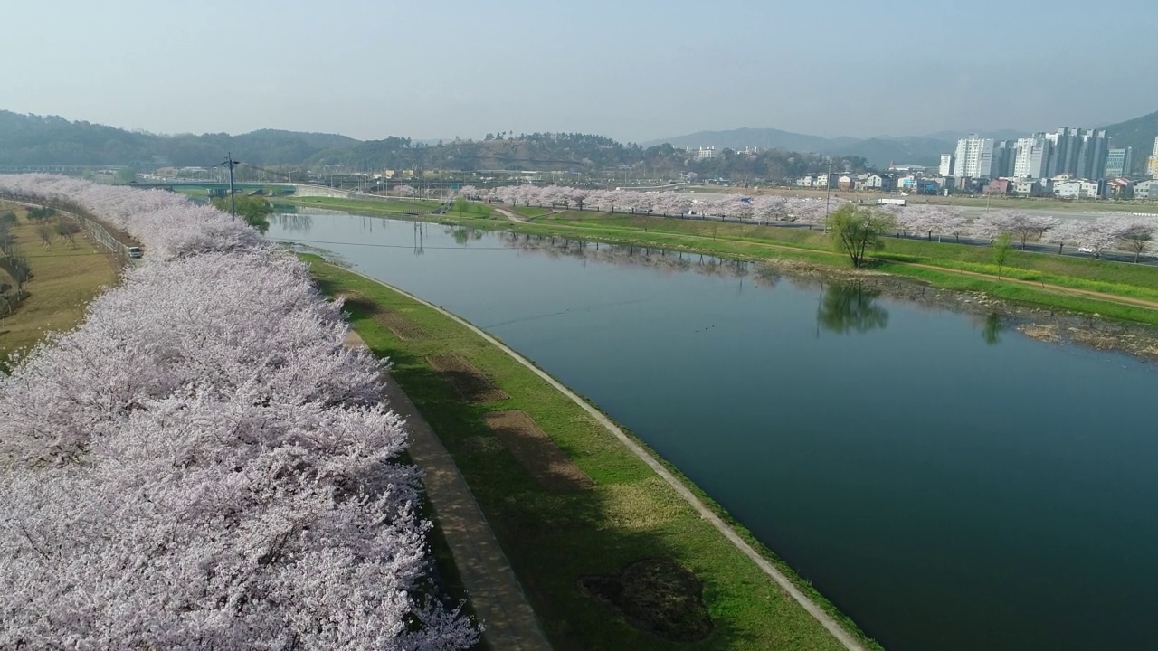 韩国全罗南道顺川市丰德区东川川景和樱花视频素材