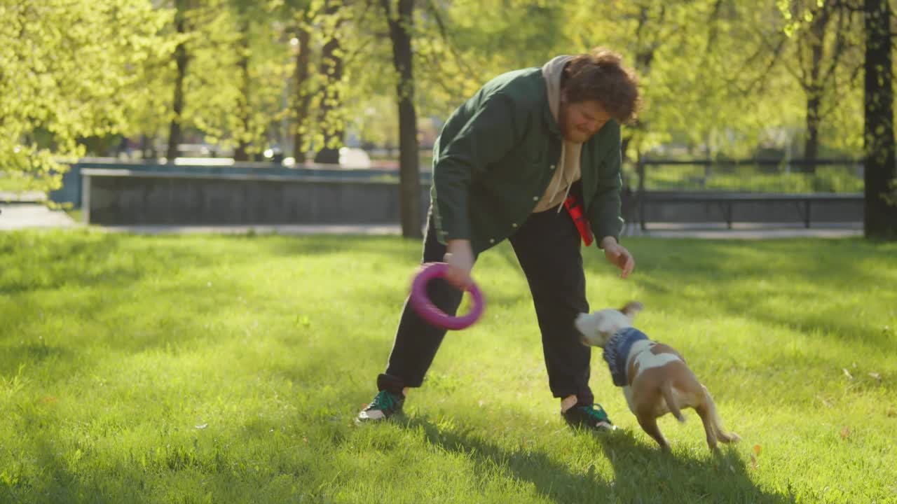 斯塔福德郡小猎犬在公园和主人玩拔河视频素材