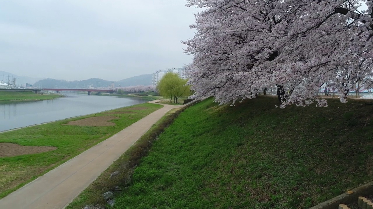 韩国全罗南道顺川市丰德区，东川川边的樱花长廊视频素材