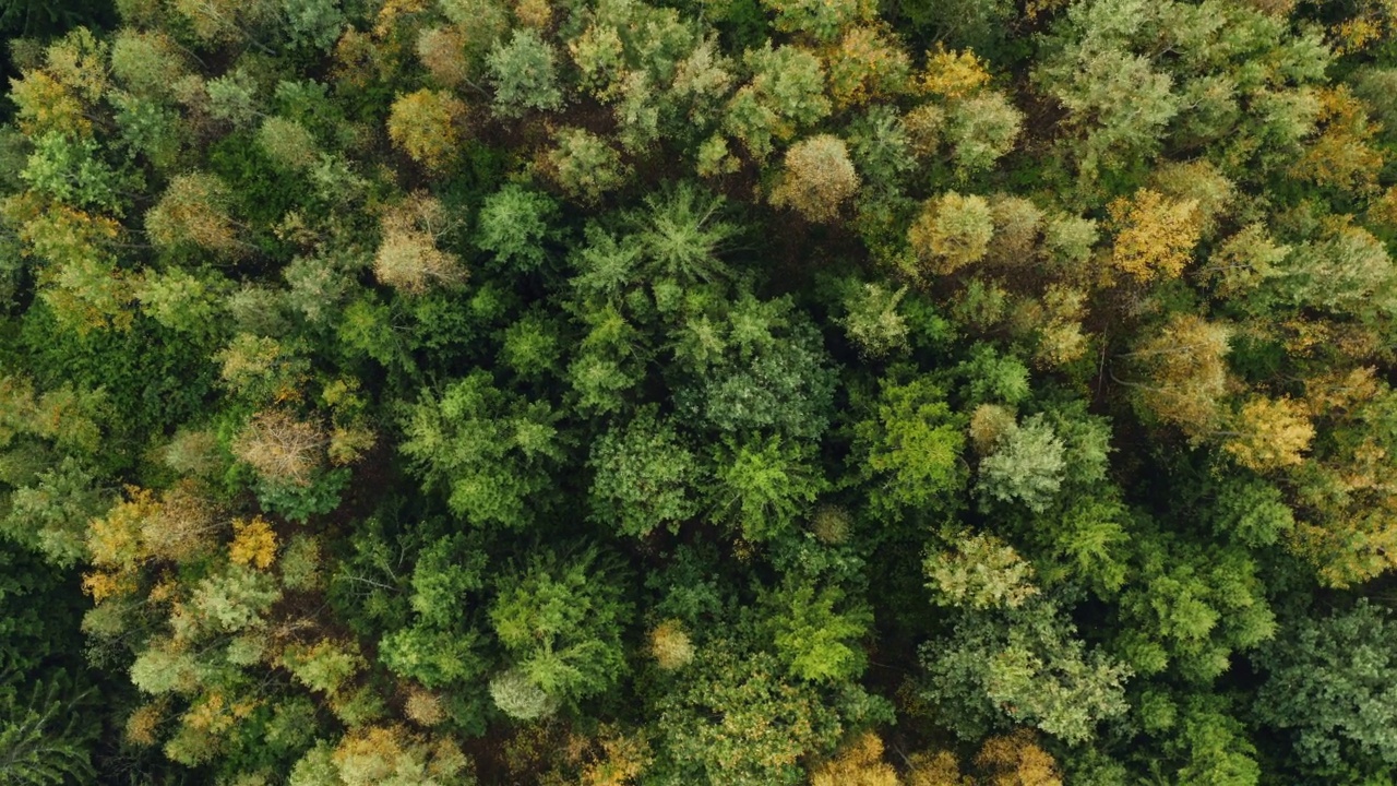 秋天自上而下混交林，秋天林地空中。无人机飞过绿色的松树和金色的树梢。放大旋转以上彩色纹理在自然。飞越森林，自然背景视频素材