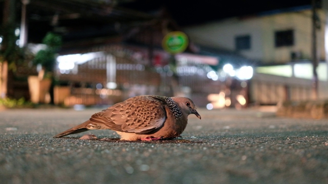 一只斑鸠在路上，夜里有汽车驶过。本地物种从欧洲，东横跨亚洲到泰国视频下载