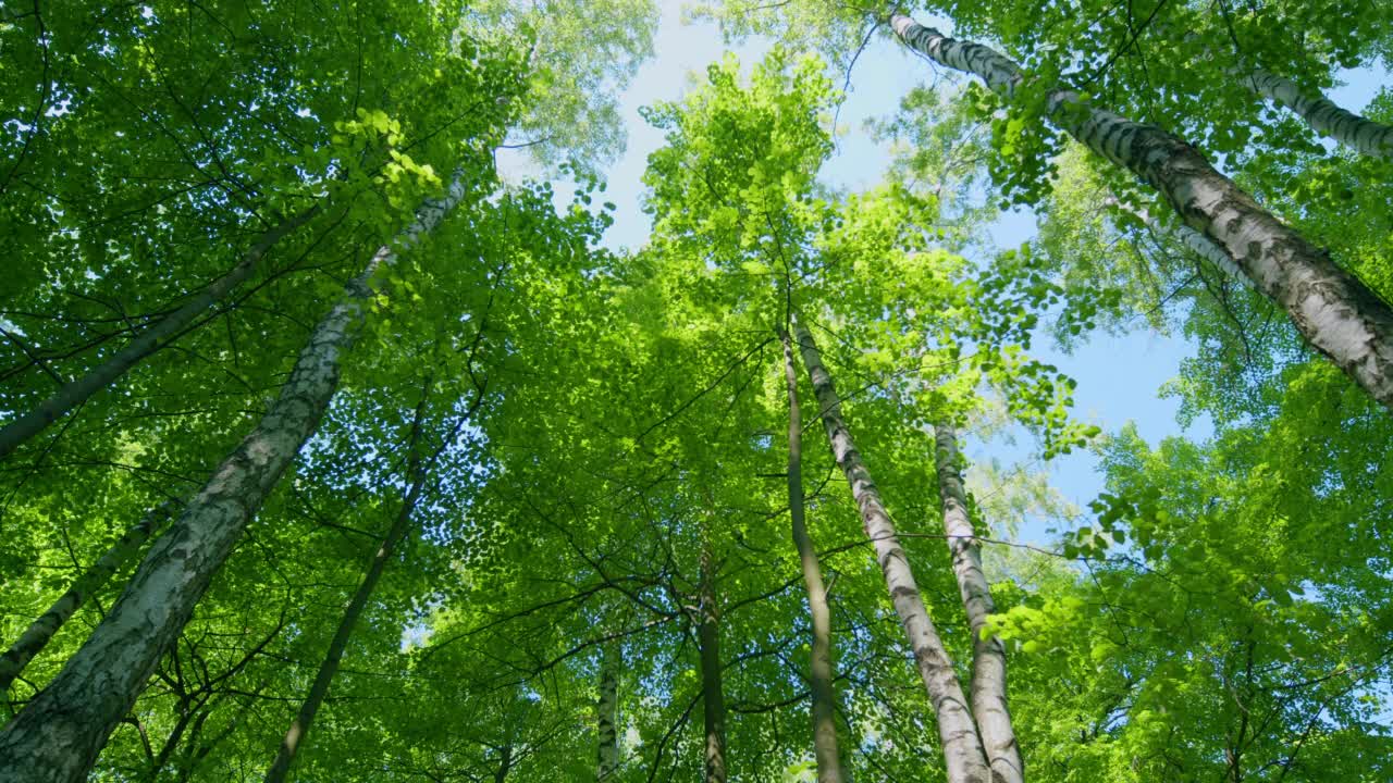 春天阳光明媚的日子里，柔和的聚焦到新鲜的绿叶衬托下的蓝天。美丽多彩的春天季节。静态的。视频素材