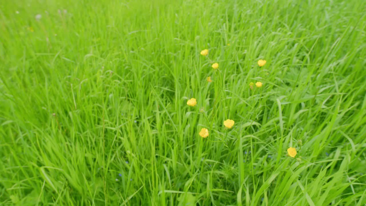 田野里盛开的毛茛。黄色的花在春天的毛茛。草药保健。广角镜头。视频素材