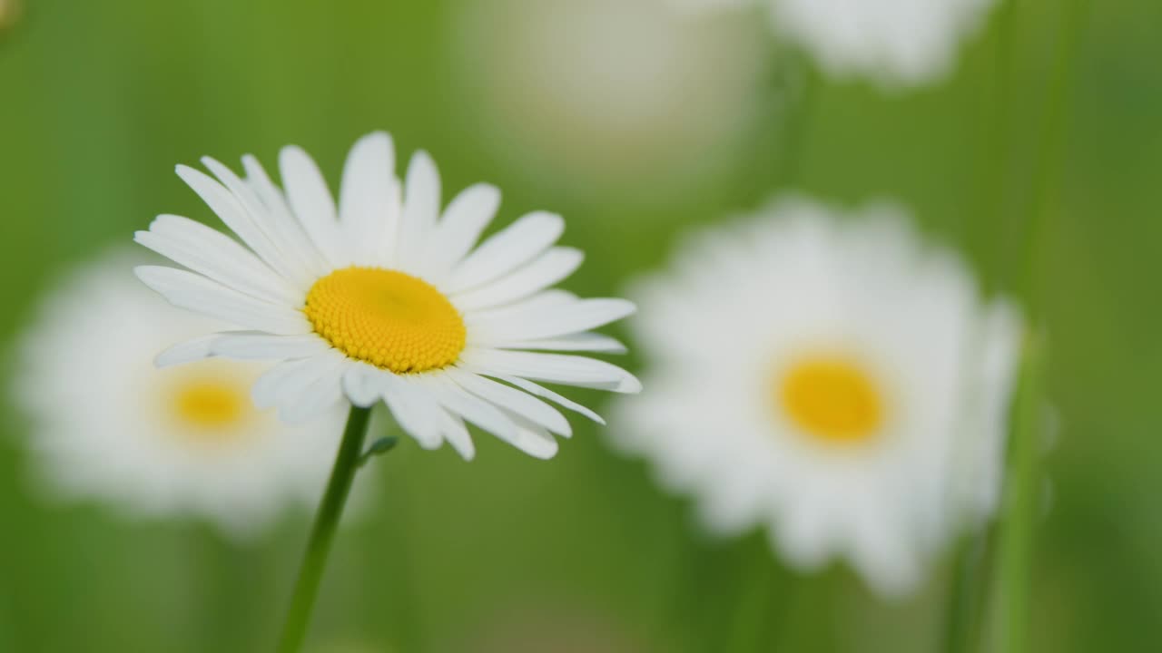 娇嫩的野雏菊在风中摇曳。夏季自然。关闭了。视频素材