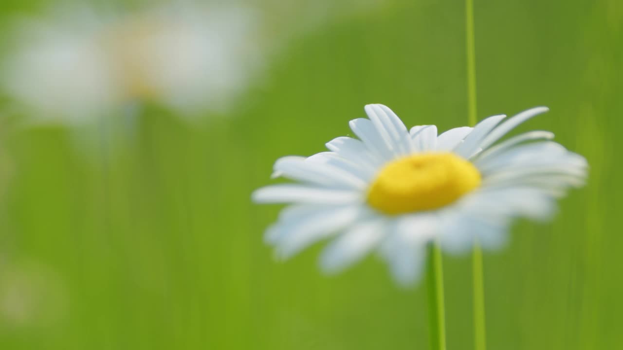 在绿色的背景上生长雏菊。花在风中摇曳。Camomille背景。关闭了。视频素材