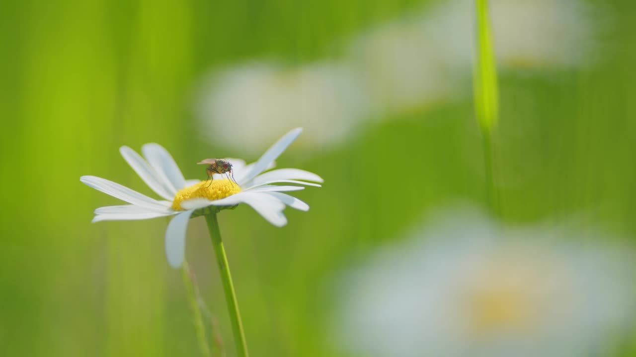 夏天在田野里盛开的雏菊。白色的雏菊。野花在大自然的春天。关闭了。视频素材