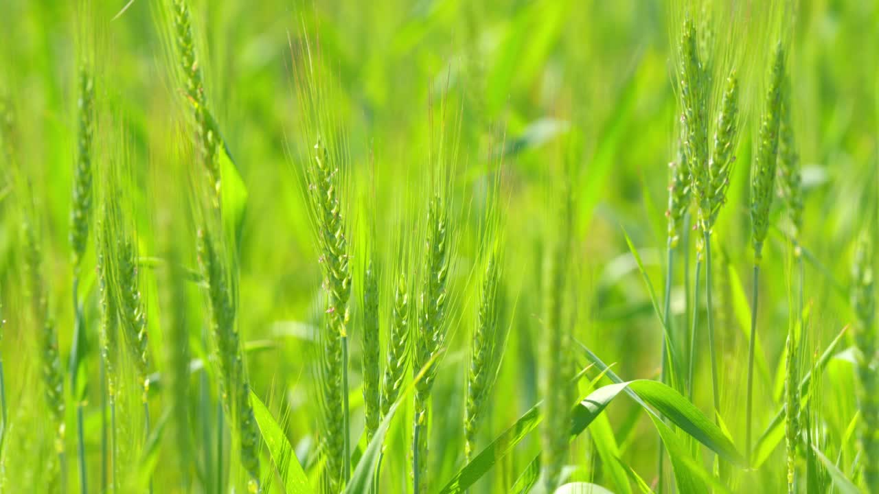 未成熟的青麦穗。种植小麦种粮，农民种田。食品的概念。关闭了。缓慢的运动。视频素材