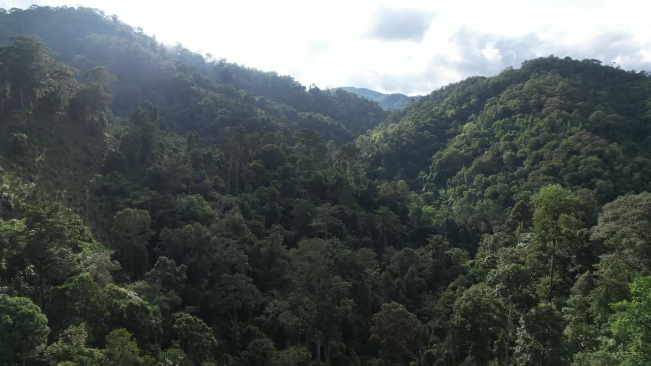 在雾天用无人机拍摄的绿色雨林和山丘的空中景观视频素材