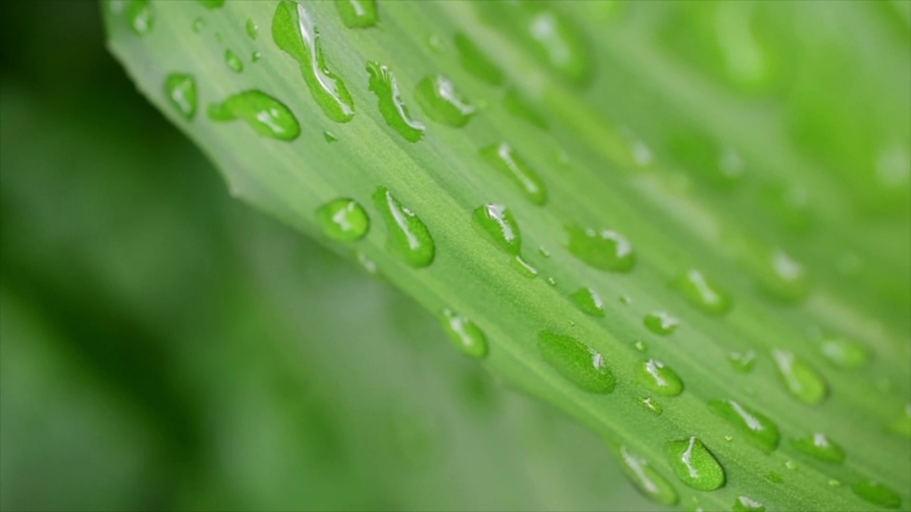 水滴在绿叶上自然美丽的模糊背景视频视频素材