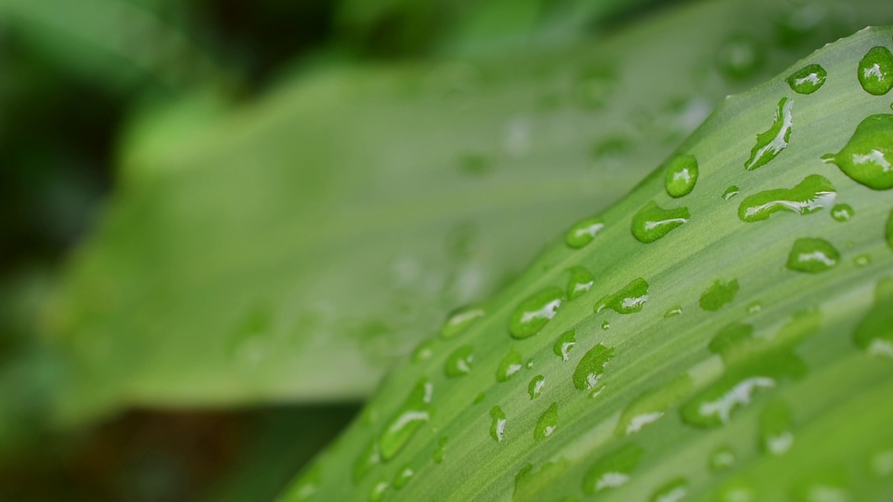 水滴在绿叶上自然美丽的模糊背景视频视频素材