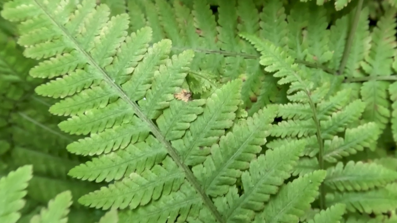 镜头掠过绿色蕨类植物叶子的表面视频素材