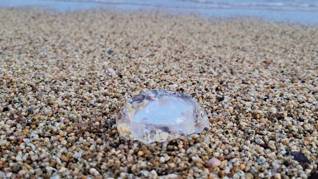 水母在海岸上视频素材