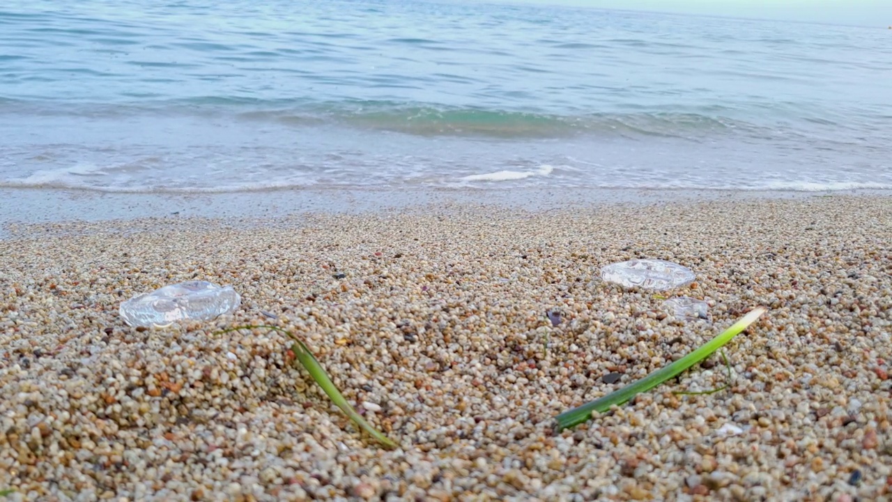 海滩上到处都是水母视频素材