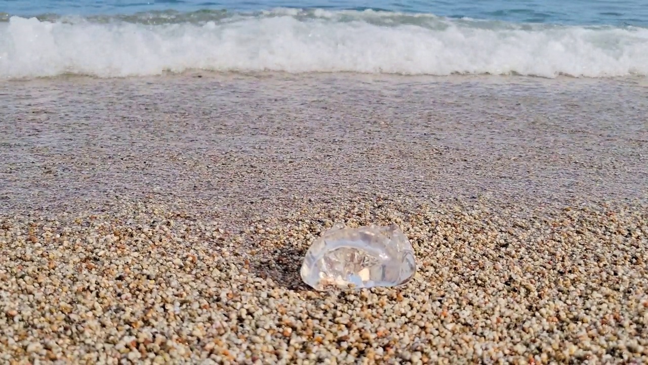 水母在海岸上视频素材