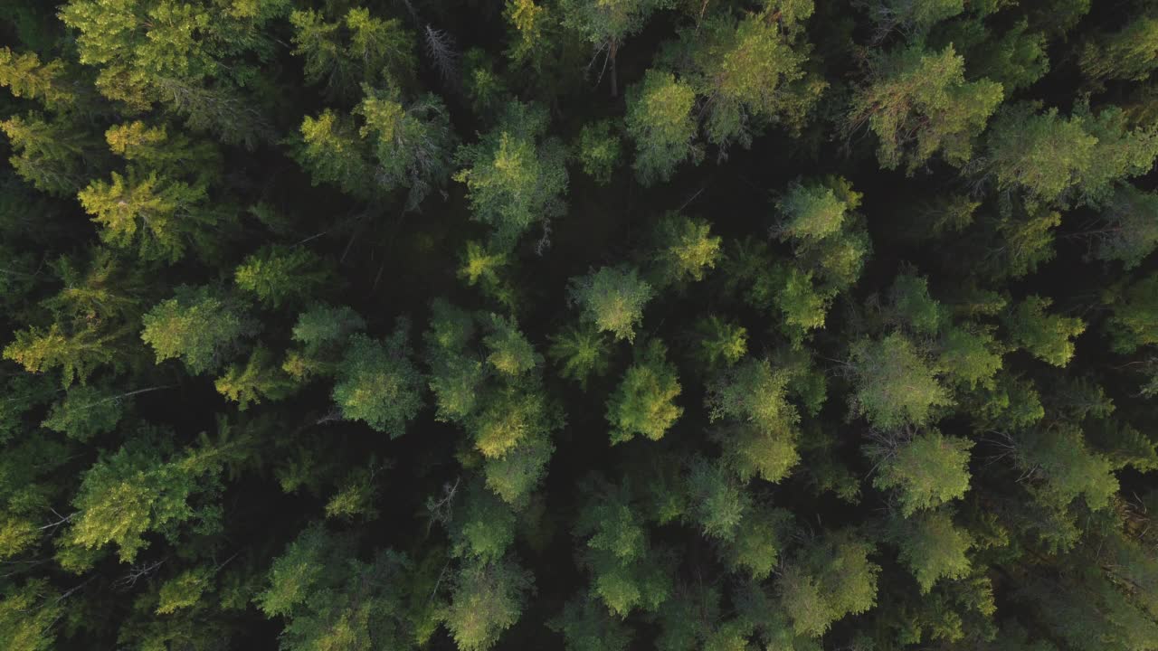 飞越森林。针叶树和落叶树。俯视图视频下载