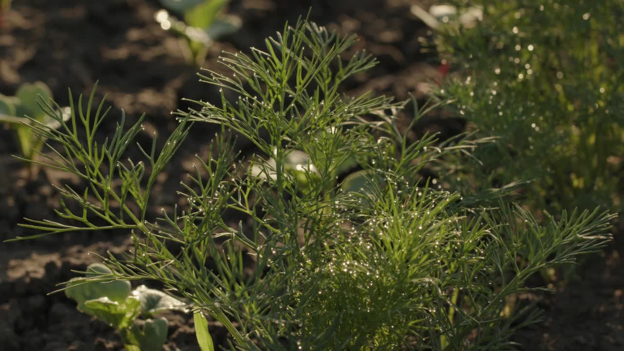 乡村风格的花园。萝卜和小茴香生长在黑色的木床上。有选择性的重点视频素材