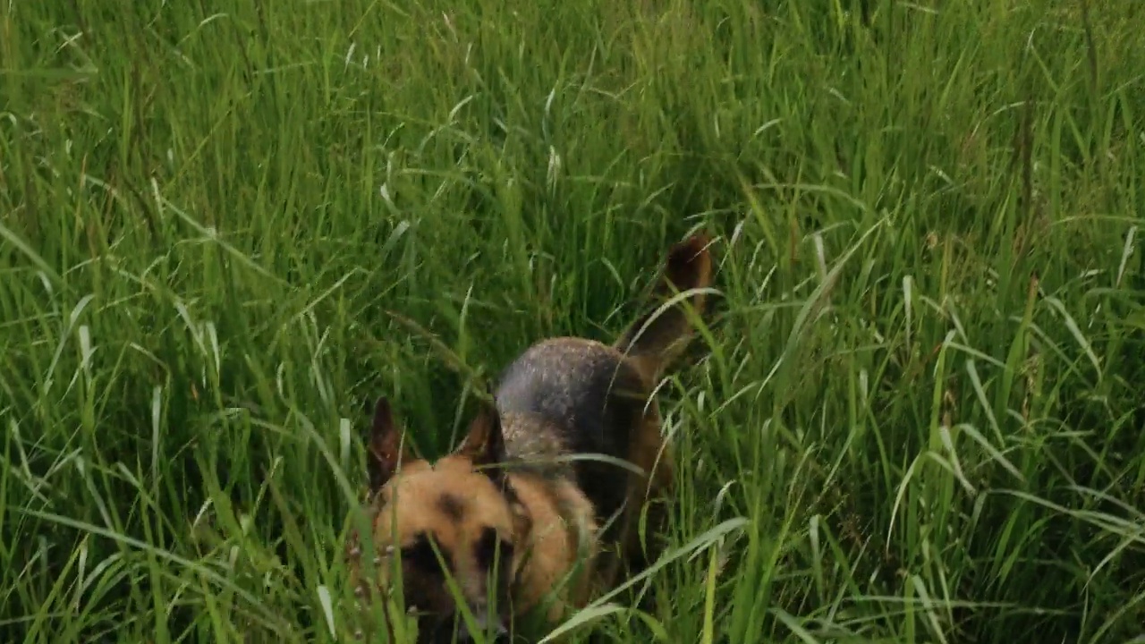 夏天，一只德国牧羊犬走在高高的绿草地上。从以上观点。水平4K镜头慢动作。没有人。宠物在自然界的概念。视频素材