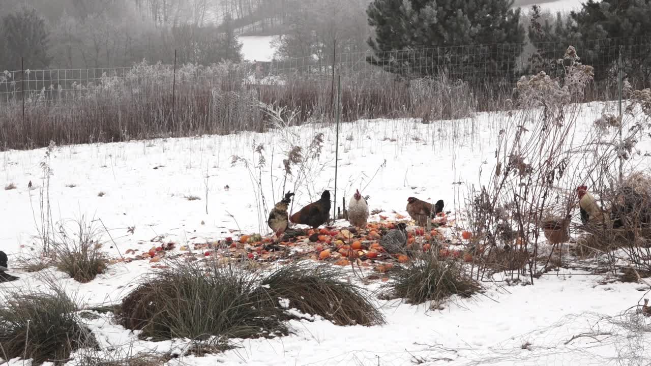 农场里的鸡正在雪地里吃饭视频素材