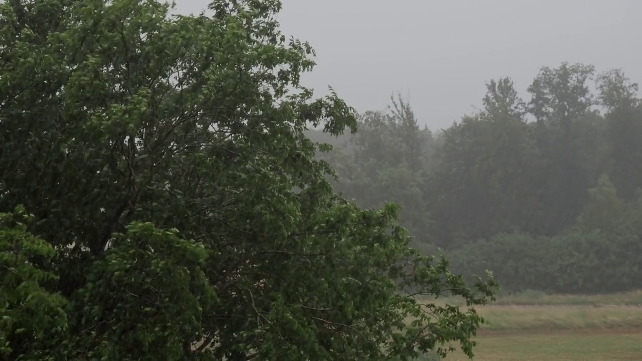 瑞士仲夏，大雨倾盆，树木和森林尽收眼底视频下载